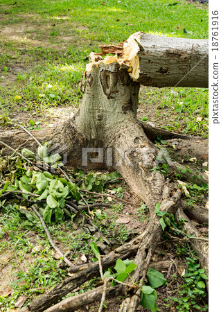 Fallen tree downed by axe to prevent accident 18761916