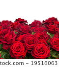 bouquet of dark  red roses  close up 19516063