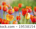 Tulip 19538154