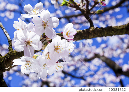 Blooming cherry blossoms 20381812