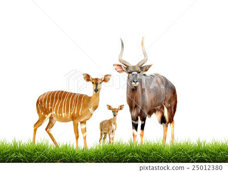 nyala with green grass isolated 25012380