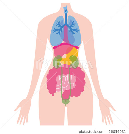 Illustration of the internal organs 26854981