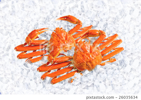 Snow crab 26035634