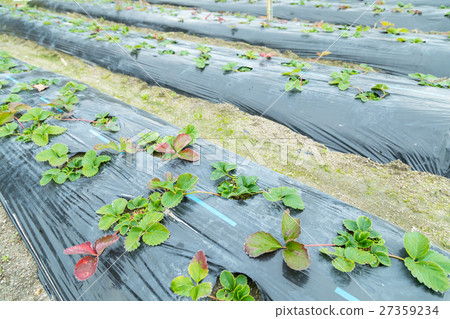 Strawberry seedlings Preparing for strawberry hunting season Strawberry leaves 27359234