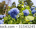 Hydrangea of Kamakura 31543245