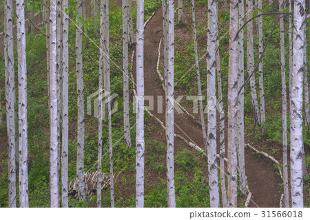 Birch, Inje County, Gangwon Province 31566018