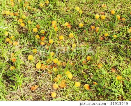 Ripe plum fruit 31915949