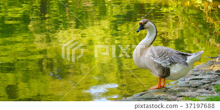 Gray goose against the backdrop of a lake  37197688