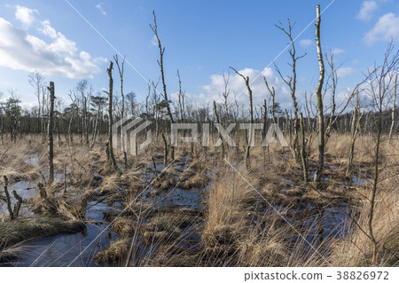 Nature reserve in Winterswijk in the Netherland 38826972