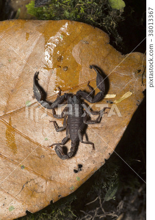 Euscorpuis sp., Small wood scorpion. Kivikha 38013367