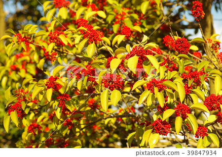 Red fruit of black ganemochi 39847934