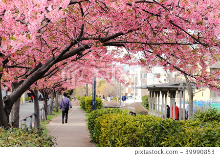 Sagarigi Egawa Row of cherry blossoms on the boardwalk 39990853