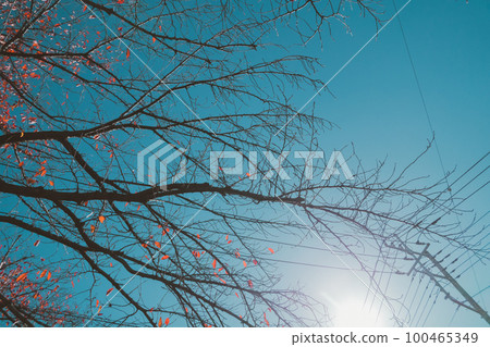 tree, wood, blue sky 100465349