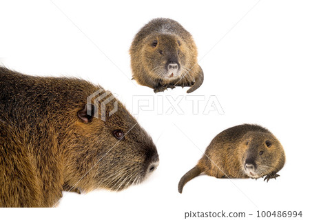 nutria  isolated on a white background 100486994