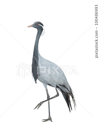 crane (anthropoides virgo) isolated on white background 100486993