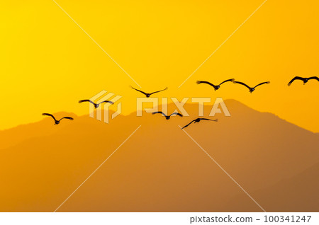 Flying cranes at dawn, Izumi, Kagoshima Prefecture 100341247