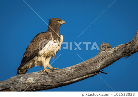 Martial eagle on branch against blue sky 101538028