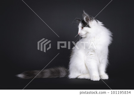 Norwegian Forestcat kitten on black background 101195834