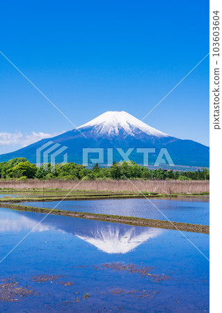 Rice paddies and Mt. Fuji after rice planting [Oshino Village, Yamanashi Prefecture] 103603604