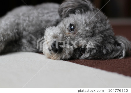 Toy poodle lying on the floor Silver toy poodle Lying toy poodle expression 104776520