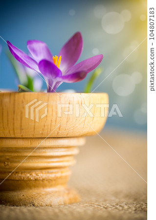 spring early purple crocuses in a wooden pot 104807183