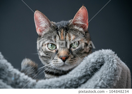 Confident tabby cat conveying its independence and self-reliance. Concept of Independence. 104848234