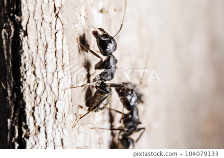 close-up. A black woodworm ant on the surface of a tree. 104079133