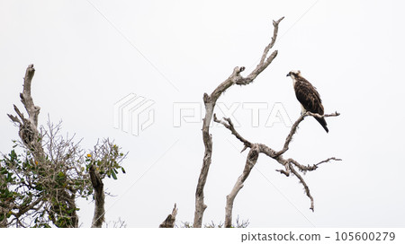 Osprey perch on a dead tree branch high above the water stream, Osprey bird isolated against the gloomy grey sky. 105600279