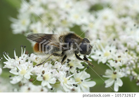 Closeup on a Bumblebee Blacklet drone fly, Cheilosia illustrata feeding on white plant, cow parsnip, flowers 105732617