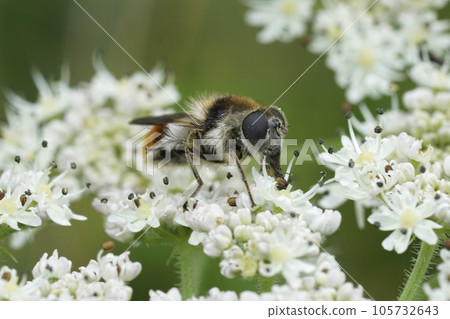 Closeup on a Bumblebee Blacklet drone fly, Cheilosia illustrata feeding on white plant, cow parsnip, flowers 105732643