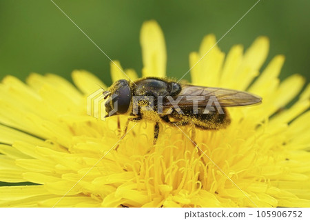 Detailed closeup on a large blacklet, Cheilosia canicularis on a yellow flower in the field 105906752