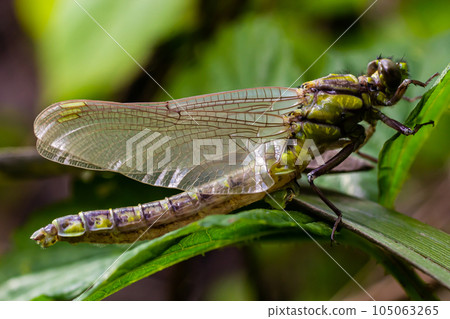 Dragonfly, Gompha vulgaris Gomphus vulgatissimus on the plant by lake morning sunlight in summer 105063265