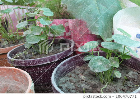 Hydrocotyle vulgaris plant on pot in farm 106470771