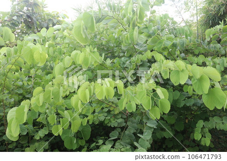 Custard Apple tree on farm 106471793