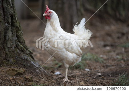 A white chicken walks around the yard, enjoying life. 106670600