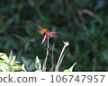 Red dragonfly/Photographed in Nago City, Okinawa Prefecture 106747957