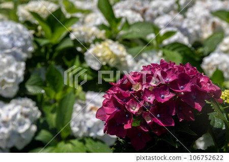 Hydrangea 106752622