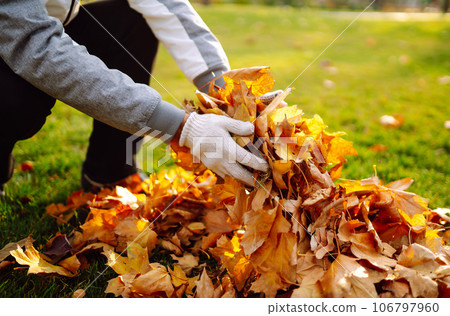 Harvesting autumn leaves. Man cleans the autumn park from yellow leaves. Volunteering, cleaning. 106797960