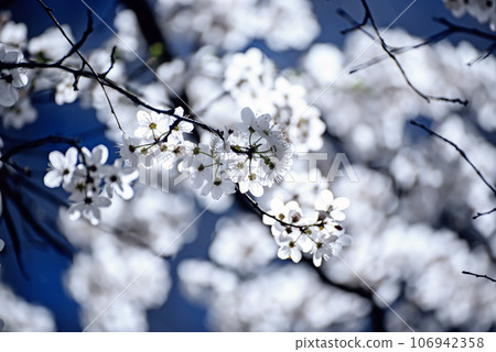 Apricot tree blossoms 106942358