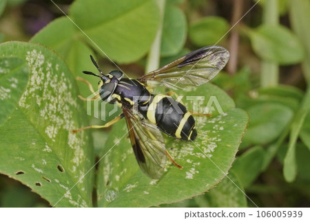 Closeup on a colorful Two-banded Spearhorn hoverfly, Chrysotoxum bicinctum sitting on a green leaf 106005939