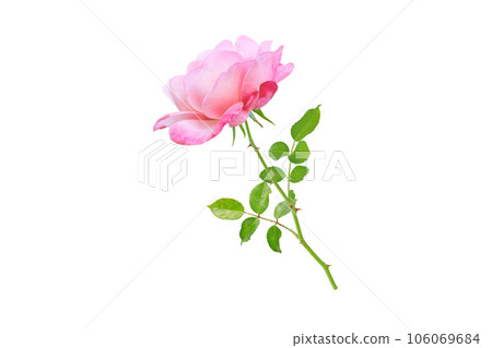 Pink rose flower and leaves branch side view 106069684