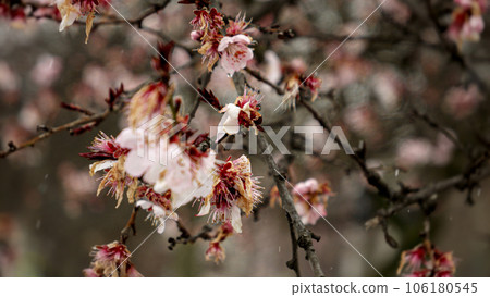 Snowflakes falling on cherry tree blossoms in the springtime. Natural beauty of the environment and the effects of climate change on weather. 106180545