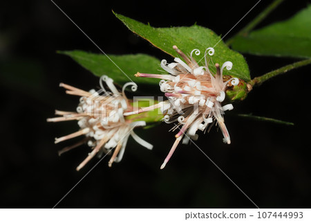 Flower of Koyabuki 107444993