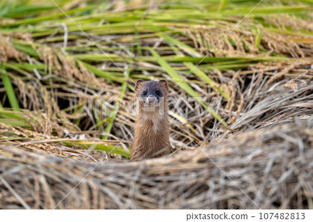 Weasel in the rice field 107482813