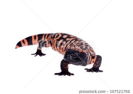 Gila Monster isolated on white 107521708