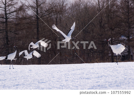 Cranes fluttering down the snowy field 107555992