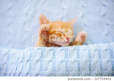 Baby cat. Ginger kitten sleeping under blanket 107559403