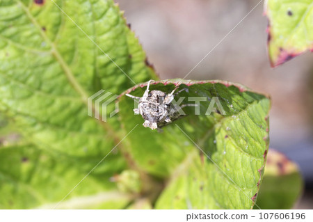 Spodoptera litura 107606196