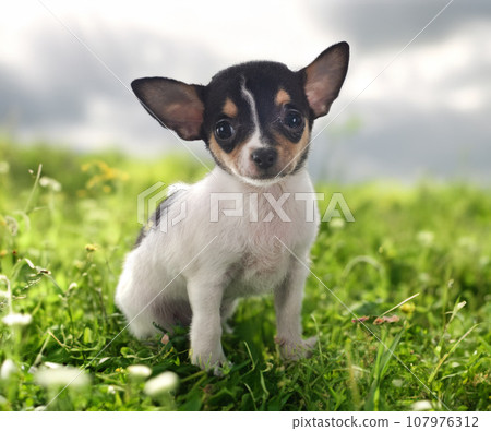 puppy chihuahua in nature 107976312