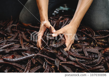 man is grabbing a bunch of ripe carob beans 107030896